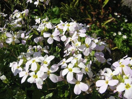 800 White Alpine Rockcress (Arabis Alpina) Seeds