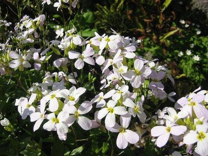 800 White Alpine Rockcress (Arabis Alpina) Seeds