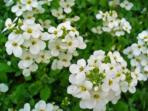 800 White Alpine Rockcress (Arabis Alpina) Seeds