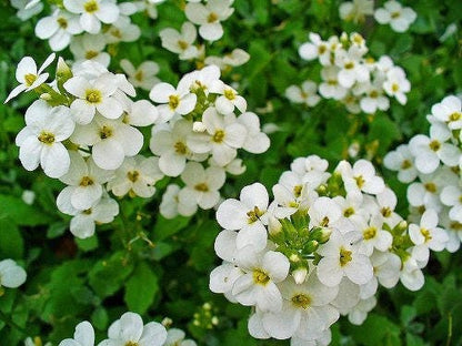 800 White Alpine Rockcress (Arabis Alpina) Seeds
