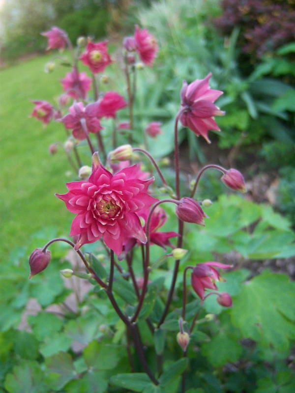 50 Clementine RED DOUBLE COLUMBINE Aquilegia Vulgaris Flower Seeds