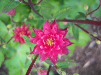 50 Clementine RED DOUBLE COLUMBINE Aquilegia Vulgaris Flower Seeds