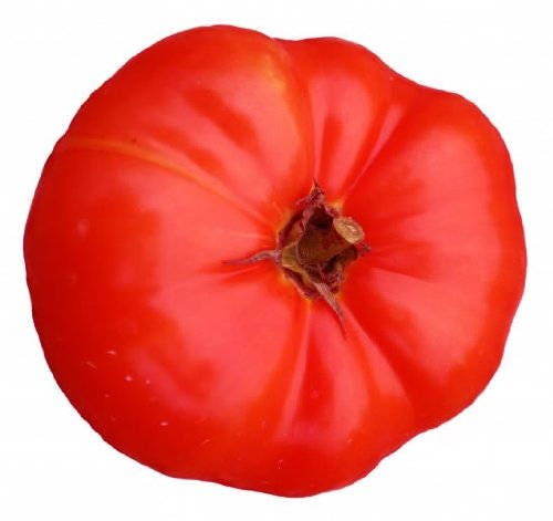 500 Ace 55 Tomato (Lycopersicon Lycopersicum) Seeds