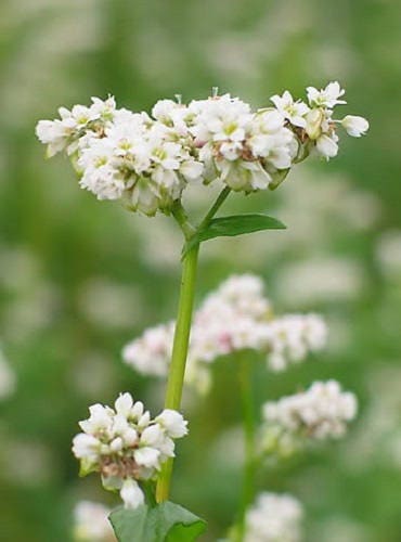 Organic Buckwheat (Fagopyrum esculentum) Seeds – 200 ct