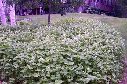 Organic Buckwheat (Fagopyrum esculentum) Seeds – 200 ct