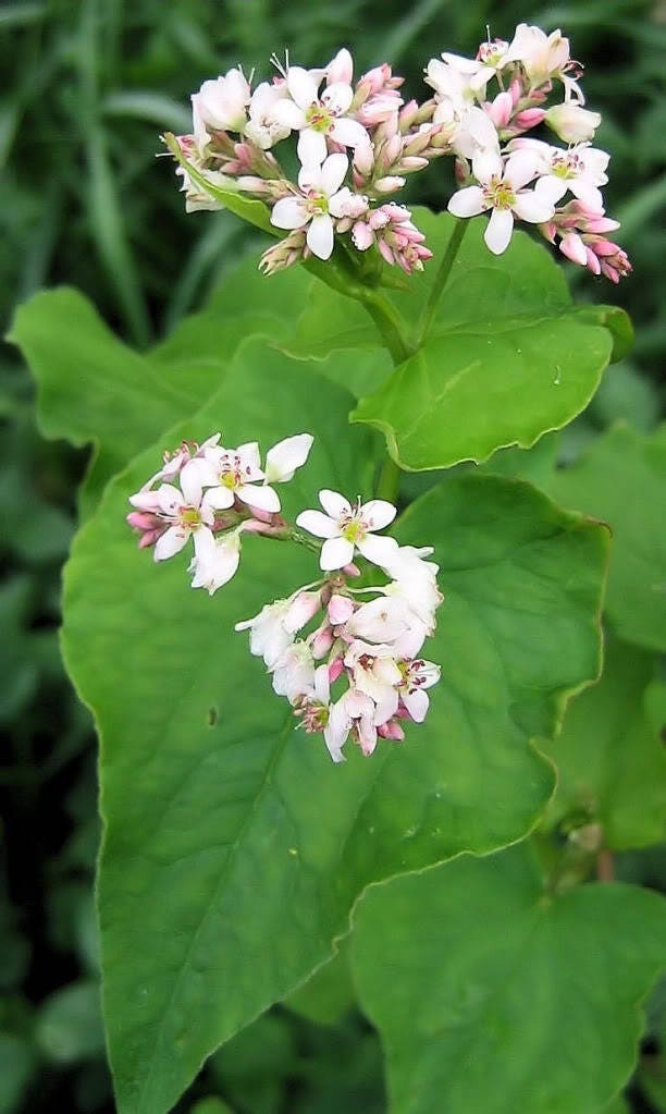 Organic Buckwheat (Fagopyrum esculentum) Seeds – 200 ct