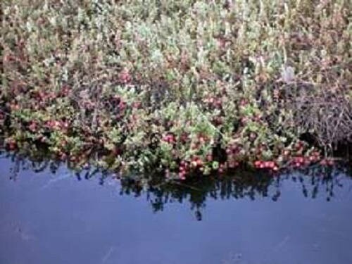 100 Cranberry (Vaccinium Macrocarpon) Seeds