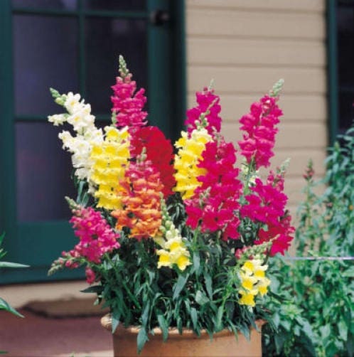 Baby Snapdragon (Toadflax) (Linaria maroccana) Seeds – 2,000 ct