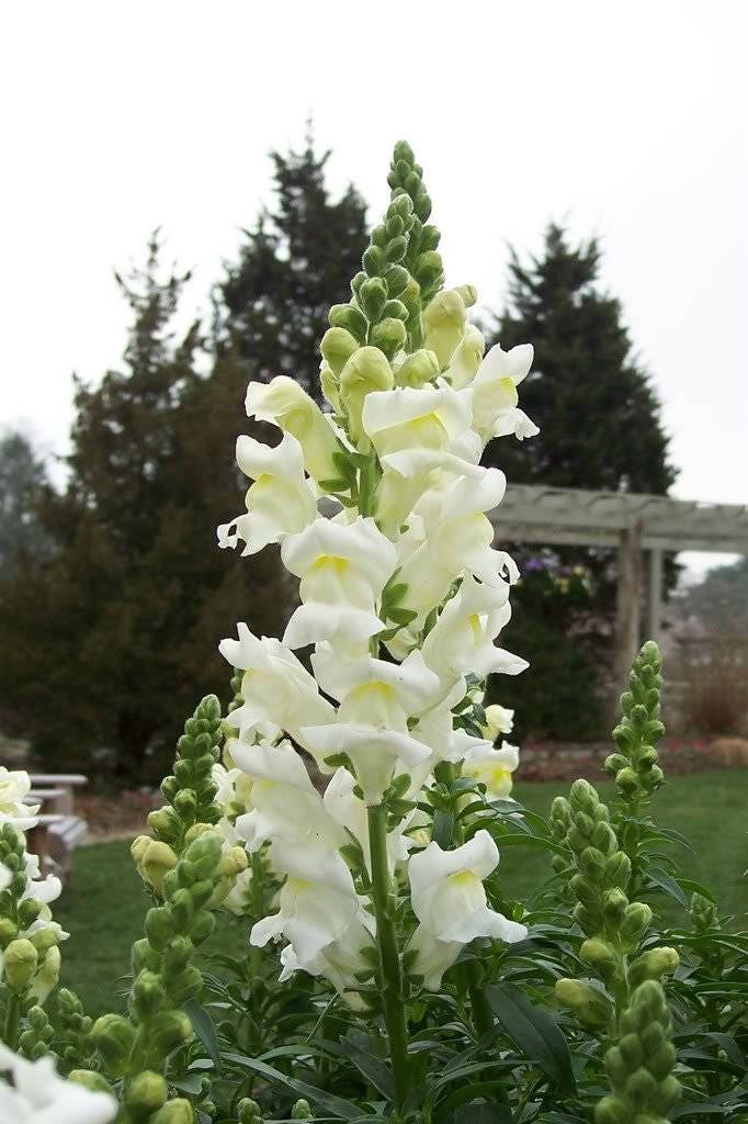 Baby Snapdragon (Toadflax) (Linaria maroccana) Seeds – 2,000 ct