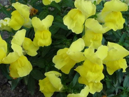 Baby Snapdragon (Toadflax) (Linaria maroccana) Seeds – 2,000 ct