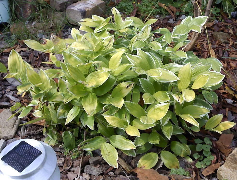 15 Solomon's Seal (Polygonatum Canaliculatum) Seeds