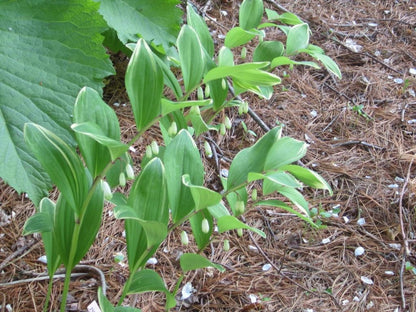 15 Solomon's Seal (Polygonatum Canaliculatum) Seeds