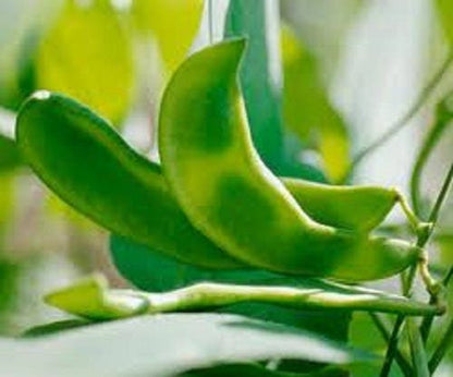 Fordhook Lima Bean (Phaseolus lunatus) Seeds – 20 ct