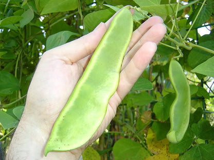 Fordhook Lima Bean (Phaseolus lunatus) Seeds – 20 ct