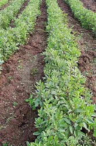 Fordhook Lima Bean (Phaseolus lunatus) Seeds – 20 ct