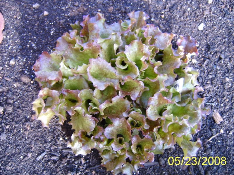 Cimmaron Red Romaine Lettuce (Lactuca sativa) Seeds – 3,000 ct