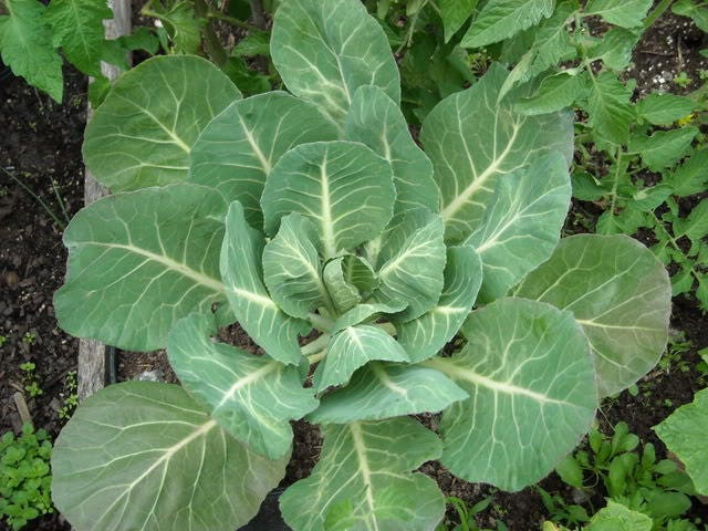 1000 Georgia Collard Greens (Brassica Oleracea Acephala) Seeds