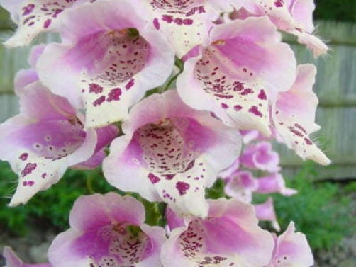 1000 PINK & PURPLE Mix FOXGLOVE Digitalis Flower Seeds