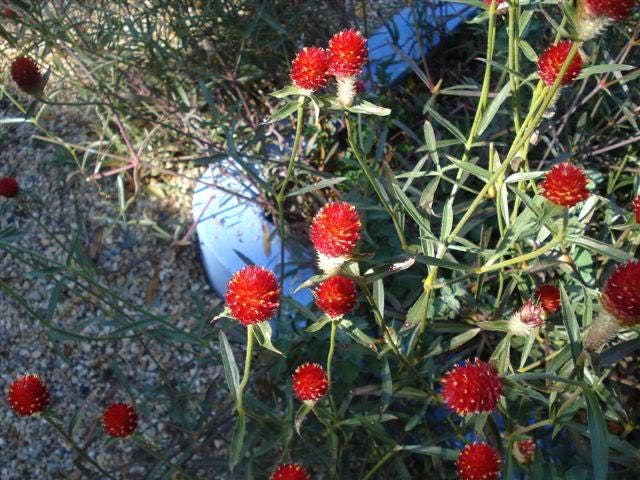 50 Globe Amaranth (Gomphrena Globosa) Seeds