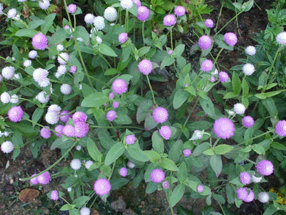 50 Globe Amaranth (Gomphrena Globosa) Seeds