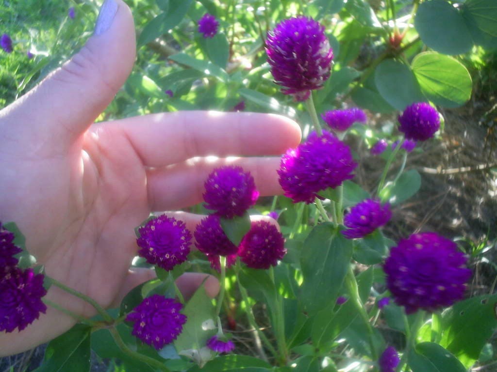 50 Globe Amaranth (Gomphrena Globosa) Seeds