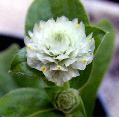 50 Globe Amaranth (Gomphrena Globosa) Seeds