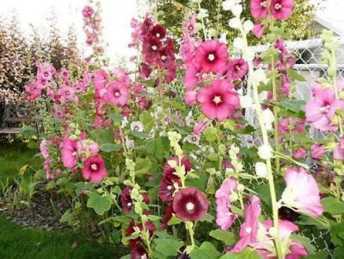 50 Mixed Colors Hollyhock: King Henry Viii (Alcea Rosea) Seeds