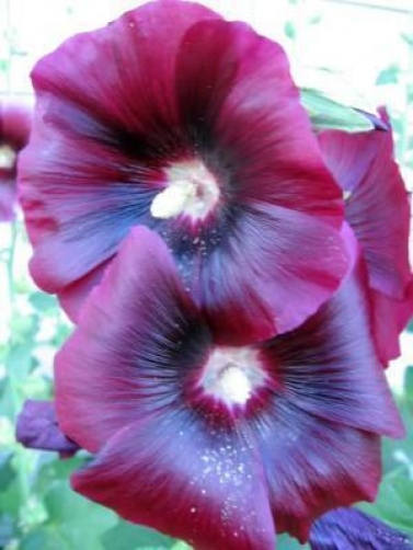 50 Mixed Colors Hollyhock: King Henry Viii (Alcea Rosea) Seeds