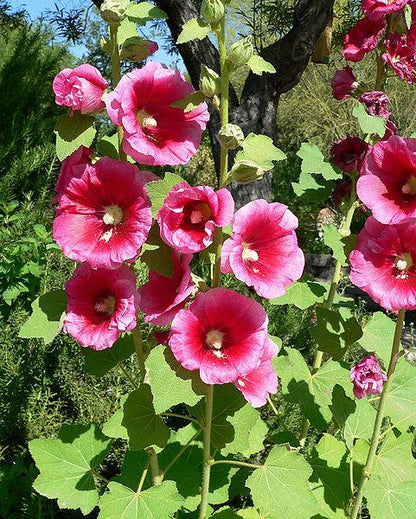 50 Mixed Colors Hollyhock: King Henry Viii (Alcea Rosea) Seeds