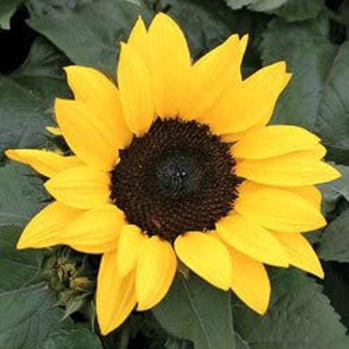 Incredible Dwarf Sunflower (Helianthus annuus) Seeds – 30 ct