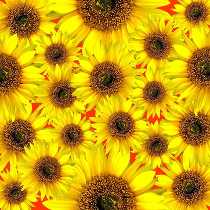 Incredible Dwarf Sunflower (Helianthus annuus) Seeds – 30 ct