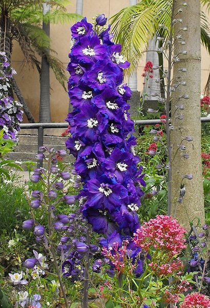 Purple Rocket Larkspur (Consolida ajacis) Seeds – 500 ct