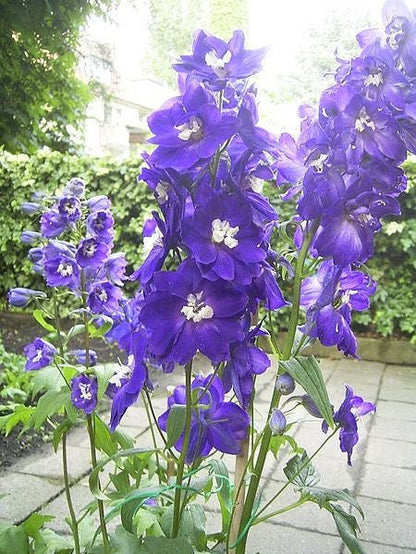 Purple Rocket Larkspur (Consolida ajacis) Seeds – 500 ct