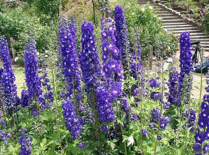 Purple Rocket Larkspur (Consolida ajacis) Seeds – 500 ct