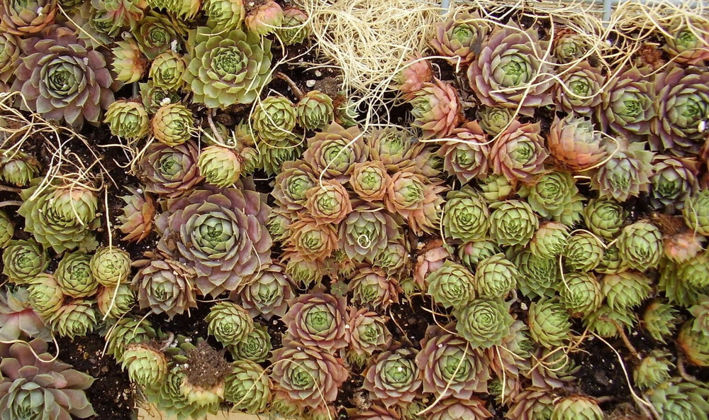 25 Mixed Hens and Chicks (Sempervivum) Seeds
