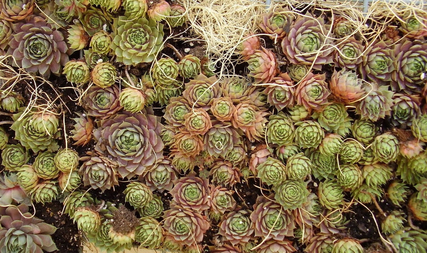 25 Mixed Hens and Chicks (Sempervivum) Seeds