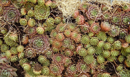 25 Mixed Hens and Chicks (Sempervivum) Seeds