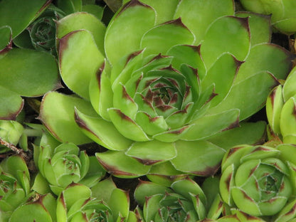 25 Mixed Hens and Chicks (Sempervivum) Seeds