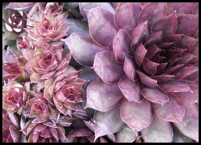 25 Mixed Hens and Chicks (Sempervivum) Seeds
