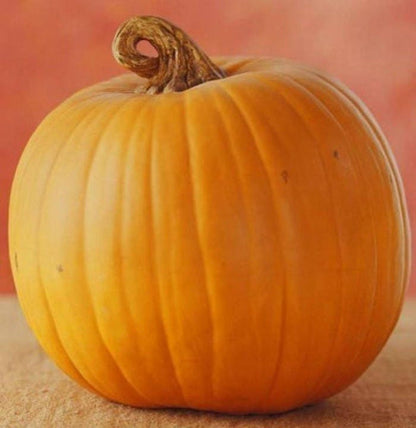 50 Jack o Lantern Pumpkin (Cucurbita Maxima) Seeds