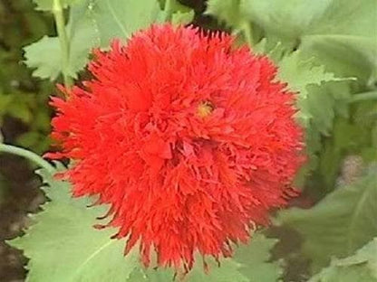 100 Red Oase Peony Poppy (Papaver Peoniflorum) Seeds