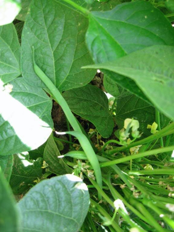 Blue Lake Pole Bean (Phaseolus vulgaris) Seeds – 50 ct
