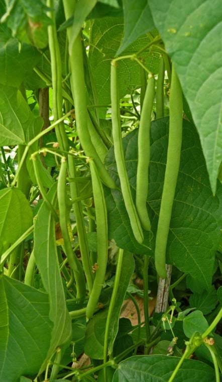 Blue Lake Pole Bean (Phaseolus vulgaris) Seeds – 50 ct