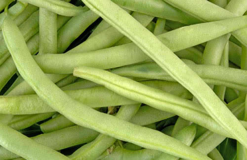 Blue Lake Pole Bean (Phaseolus vulgaris) Seeds – 50 ct