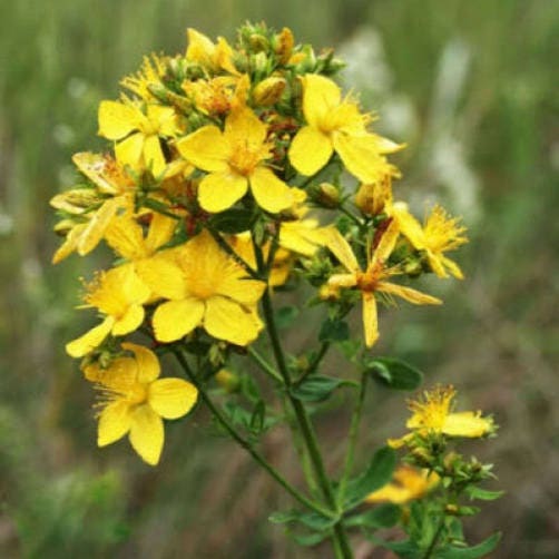 1500 Great St John's Wort (Hypericum Pyramidatum) Seeds