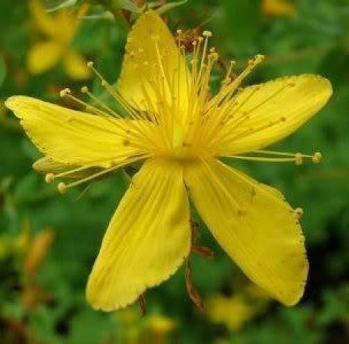 1500 Great St John's Wort (Hypericum Pyramidatum) Seeds