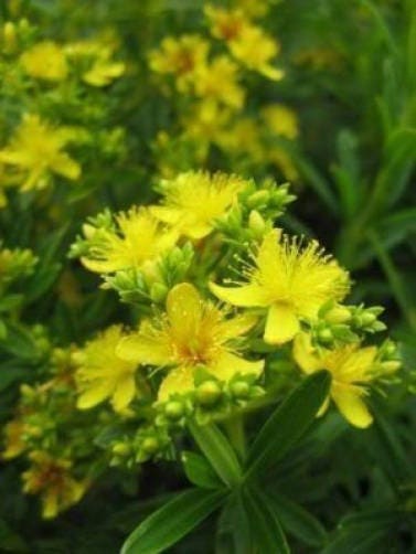 1500 Great St John's Wort (Hypericum Pyramidatum) Seeds