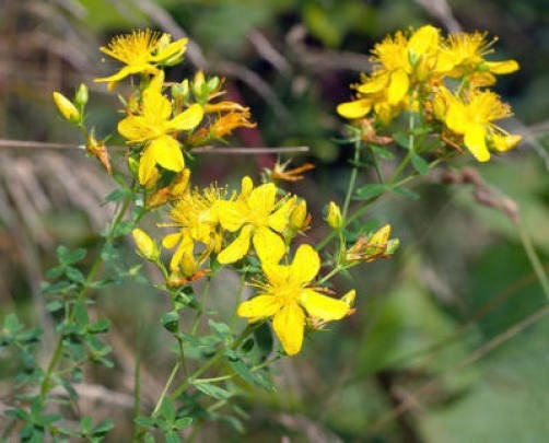 1500 Great St John's Wort (Hypericum Pyramidatum) Seeds