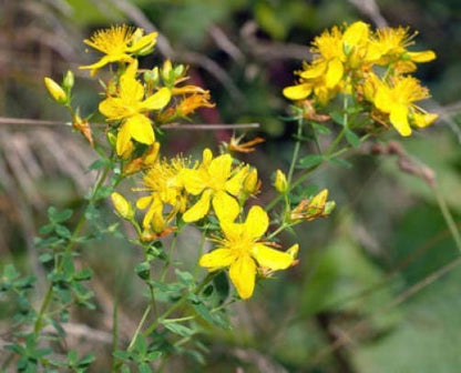 1500 Great St John's Wort (Hypericum Pyramidatum) Seeds