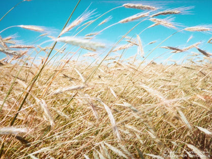 Common Barley (Hordeum vulgare) Seeds – 100 ct